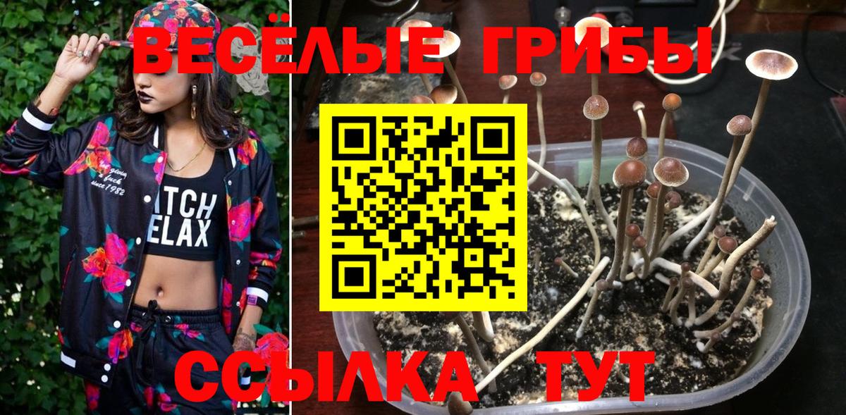 Галлюциногенные грибы MAGIC MUSHROOMS  Вход с VPN  Тамбов 